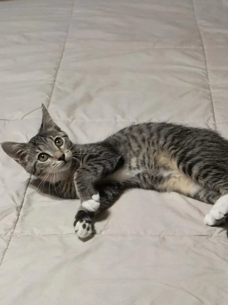 Thumbelina thumbnail 2