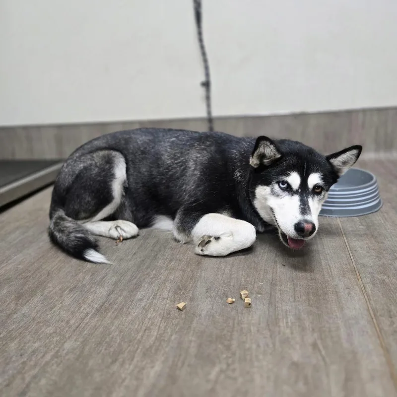 An adult medium-sized female Black Siberian Husky dog named Oreo for adoption in Pasadena, CA