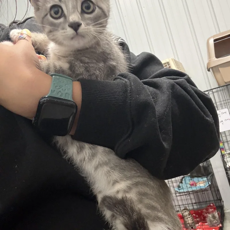 A baby medium-sized female Gray & White Domestic Short Hair cat named Fawn for adoption in Taylorsville, KY