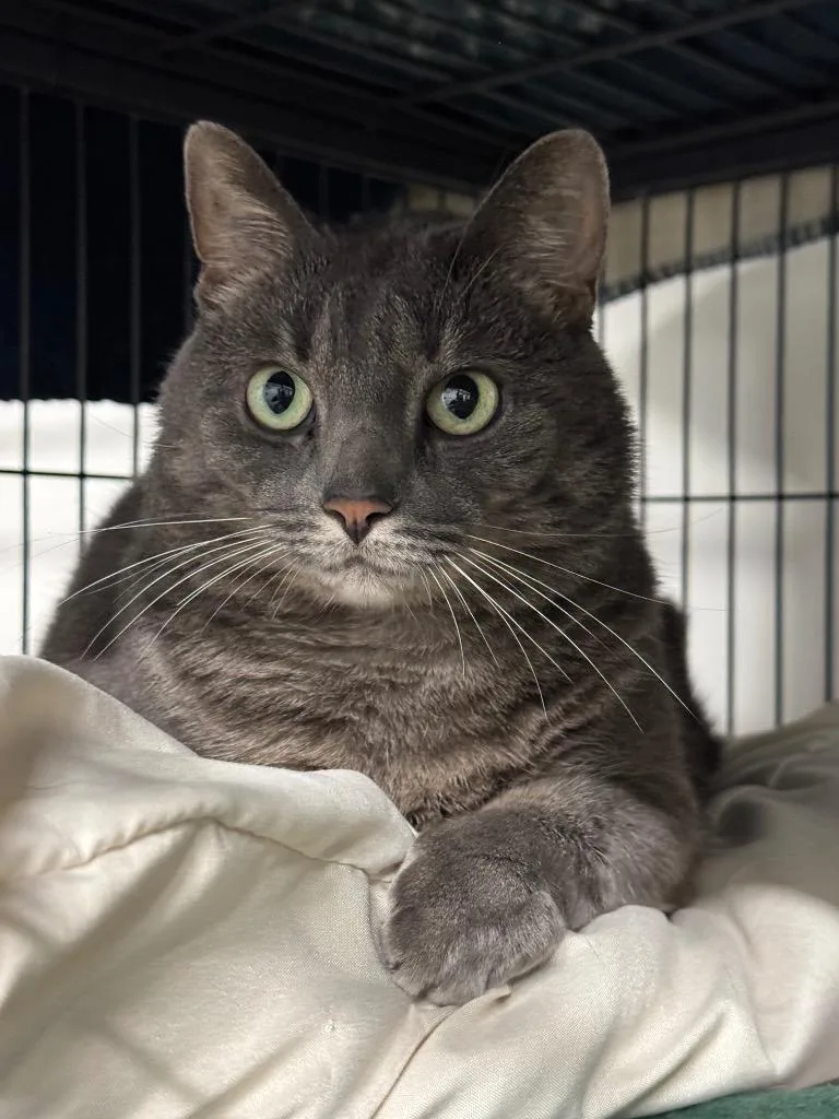An adult medium-sized female Domestic Short Hair cat named Mosby for adoption in St. Albans, VT