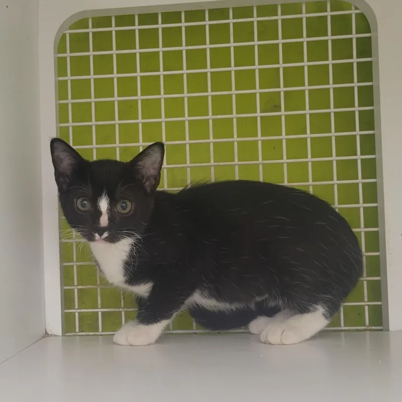 A baby small-sized female Black Domestic Short Hair cat named Sulloon for adoption in Rochester, MN