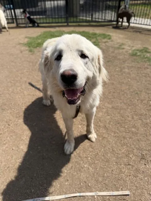 An adult extra large-sized male Great Pyrenees dog named Blizzard for adoption in Riverside, CA