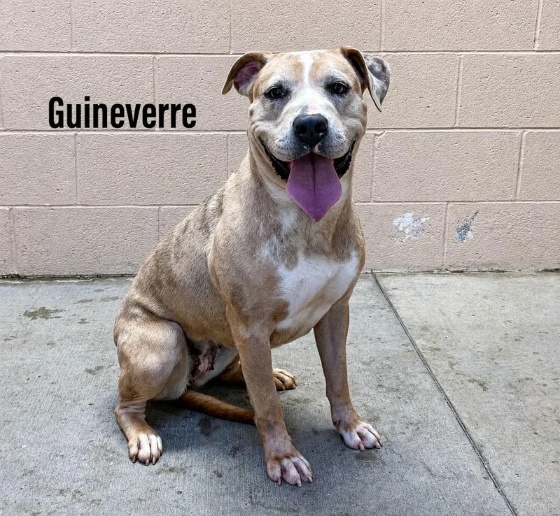 An adult large-sized female Staffordshire Bull Terrier dog named Guineverre for adoption in Clearfield, KY