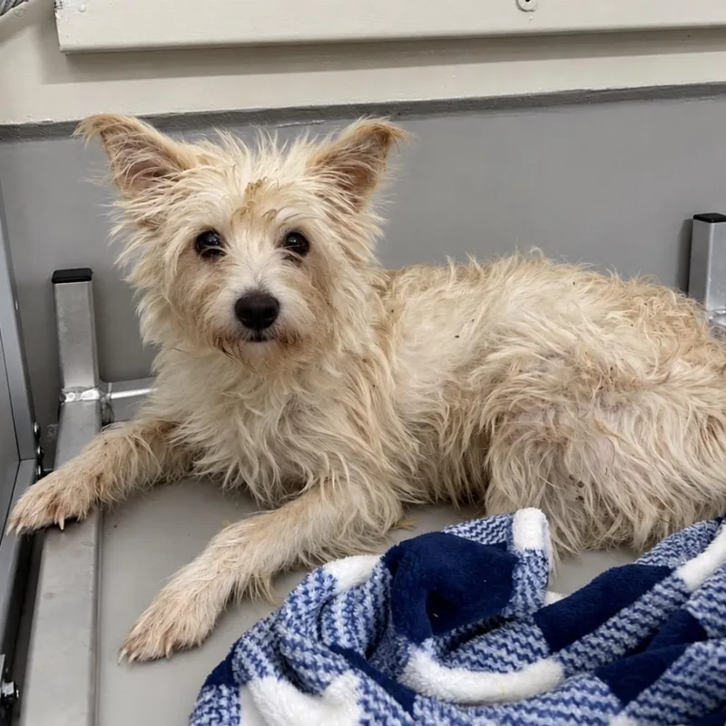 A baby small-sized female White / Cream Standard Poodle dog named Willow for adoption in Fredericksburg, TX