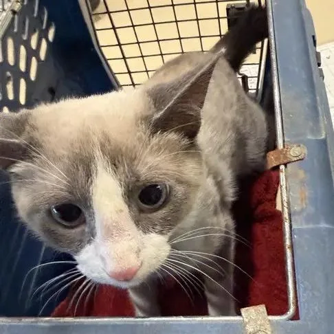 A baby medium-sized female Seal Point Domestic Short Hair cat named Storm for adoption in Saint Louis, MO