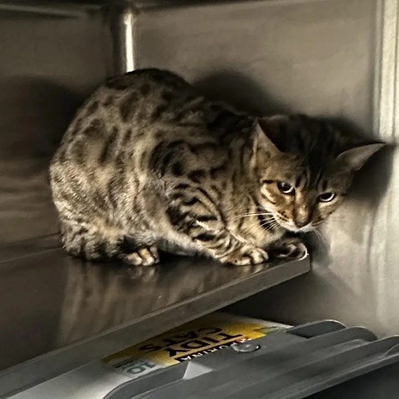 An adult medium-sized female Brown / Chocolate Bengal cat named Freya for adoption in Manhattan, KS