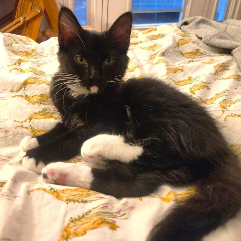 A young medium-sized female Black & White / Tuxedo Domestic Medium Hair cat named Princesskm for adoption in Burlington, WA