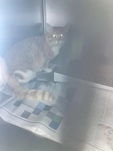 An adult medium-sized male Domestic Short Hair cat named Dino for adoption in Dallas, TX