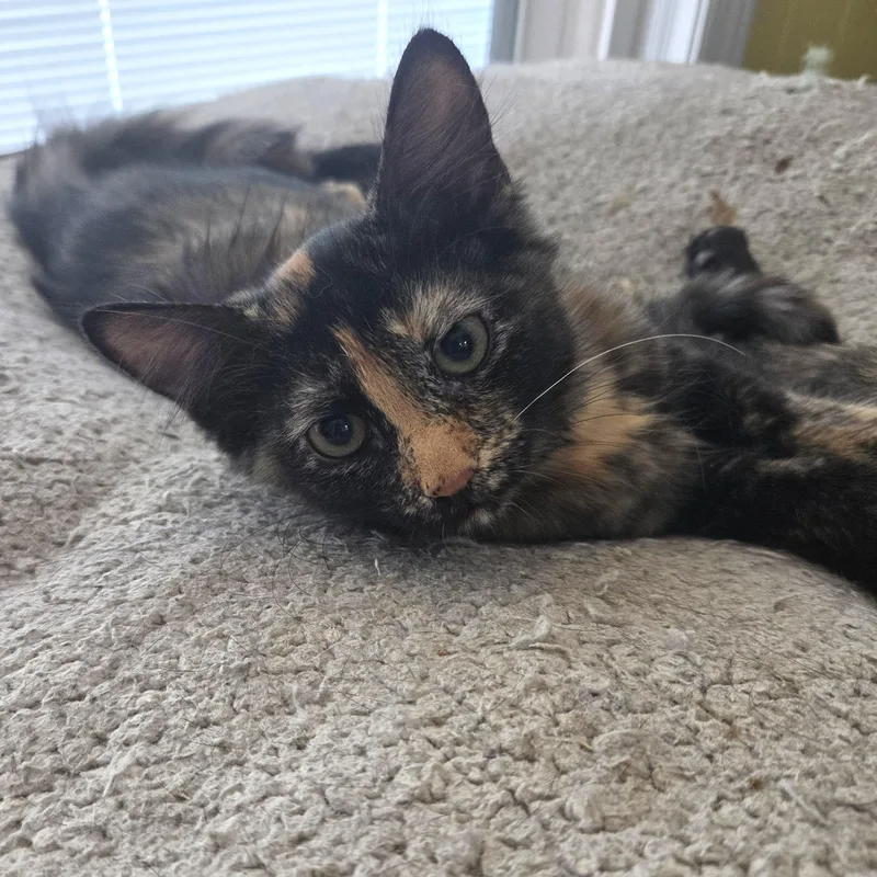 A baby medium-sized female Tortoiseshell Calico cat named Autumn for adoption in Smithfield, NC