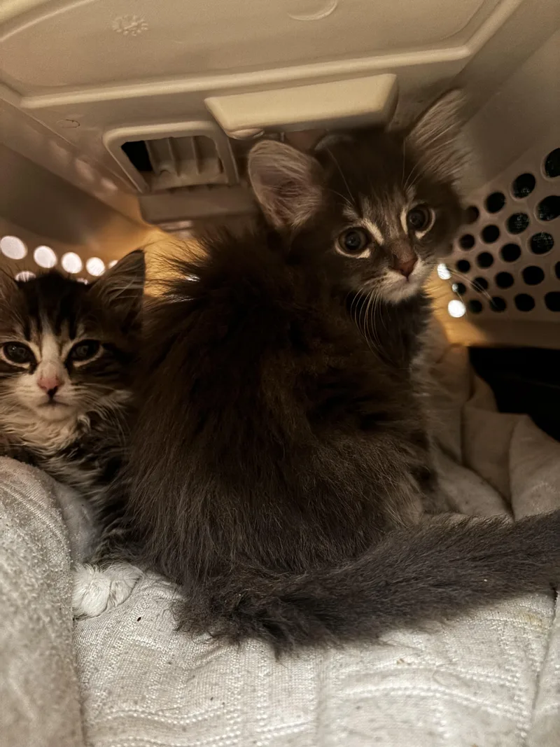 A baby small-sized male Domestic Long Hair cat named Loki for adoption in Long Beach, CA