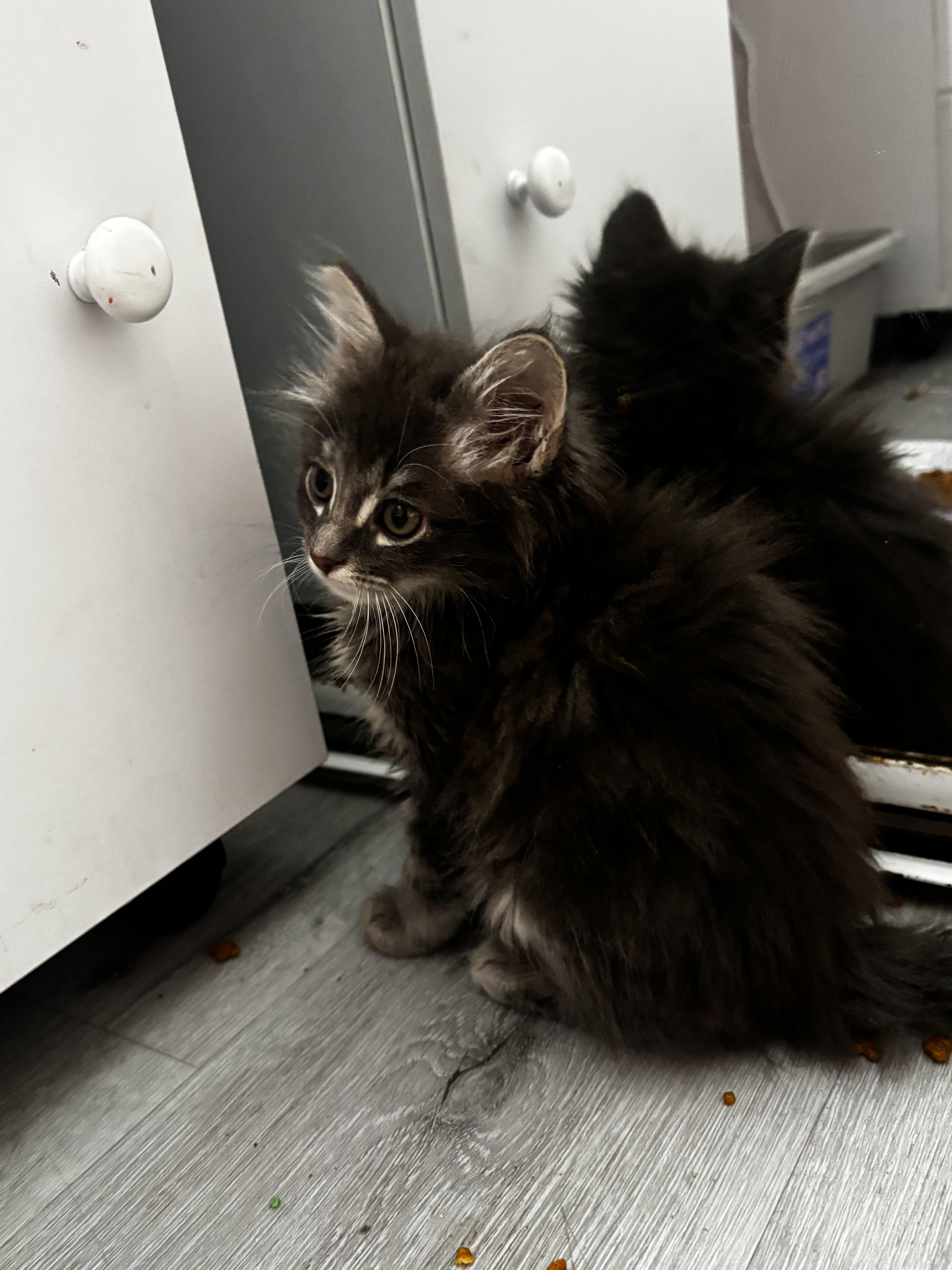 Loki thumbnail 2