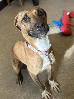 A young medium-sized female Brown / Chocolate Pit Bull Terrier dog named Cherry for adoption in Cleveland, OH