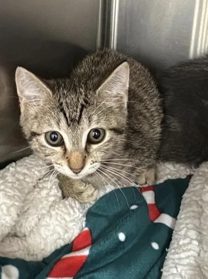 A baby small-sized female Tabby (Brown / Chocolate) Domestic Short Hair cat named Razz for adoption in Annapolis, MD