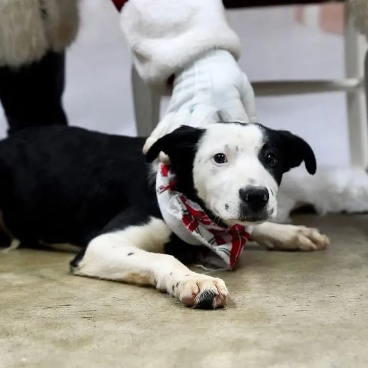 A baby medium-sized male Black Labrador Retriever dog named Stromboli for adoption in Williston, VT