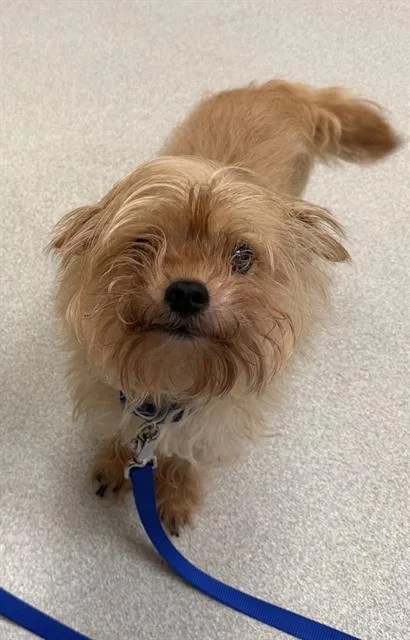 An adult small-sized male Shih Tzu dog named Coco for adoption in Boston, MA