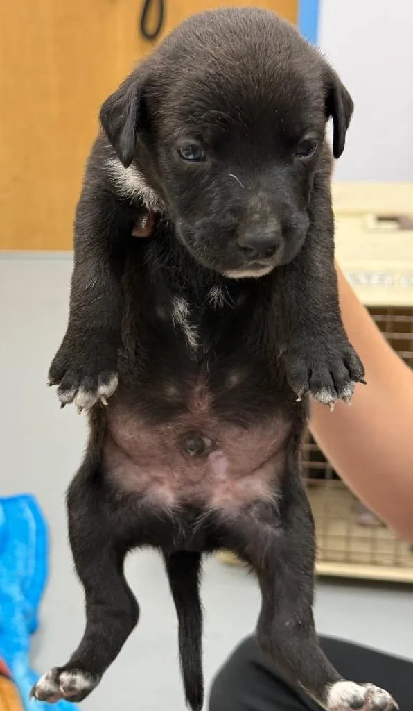 A baby medium-sized male Terrier dog named Menace for adoption in Hartsville, SC
