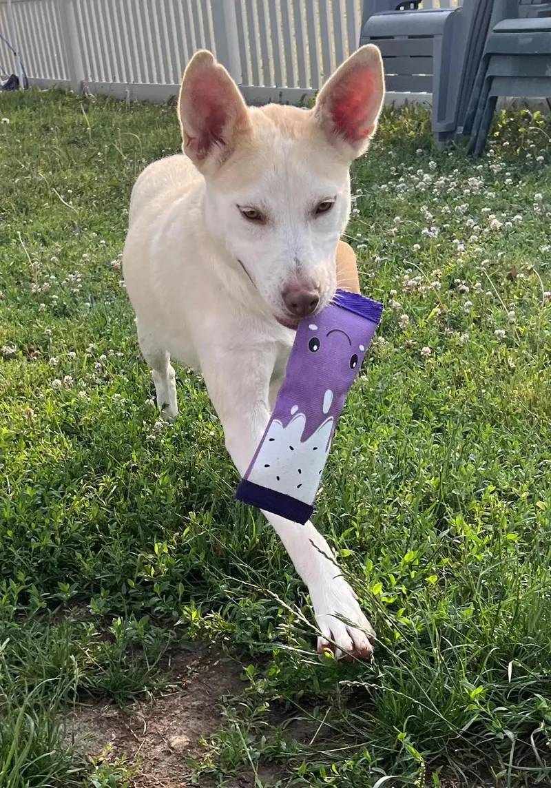 Peppermint Patty thumbnail 2