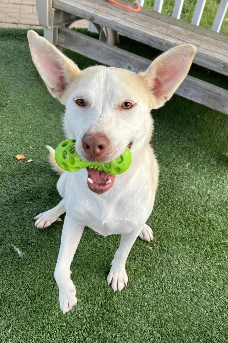 Peppermint Patty thumbnail 3