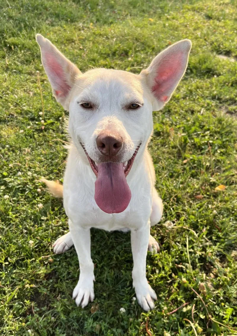 Peppermint Patty thumbnail 4