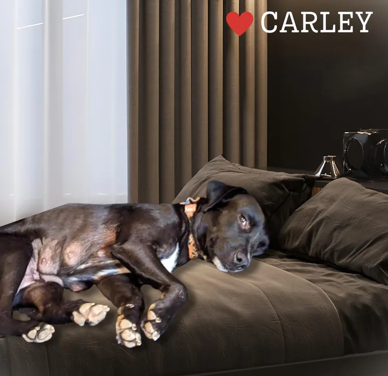 Momma Carly thumbnail 2