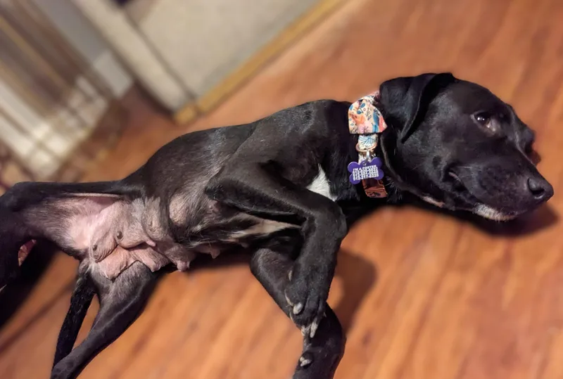 An adult medium-sized female Black Labrador Retriever dog named Momma Carly for adoption in Austin, TX