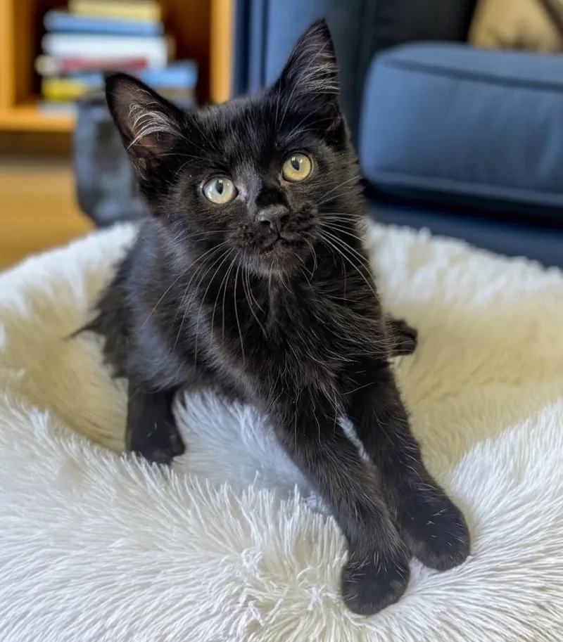 A baby small-sized male Domestic Medium Hair cat named Thackery for adoption in Fort Myers, FL