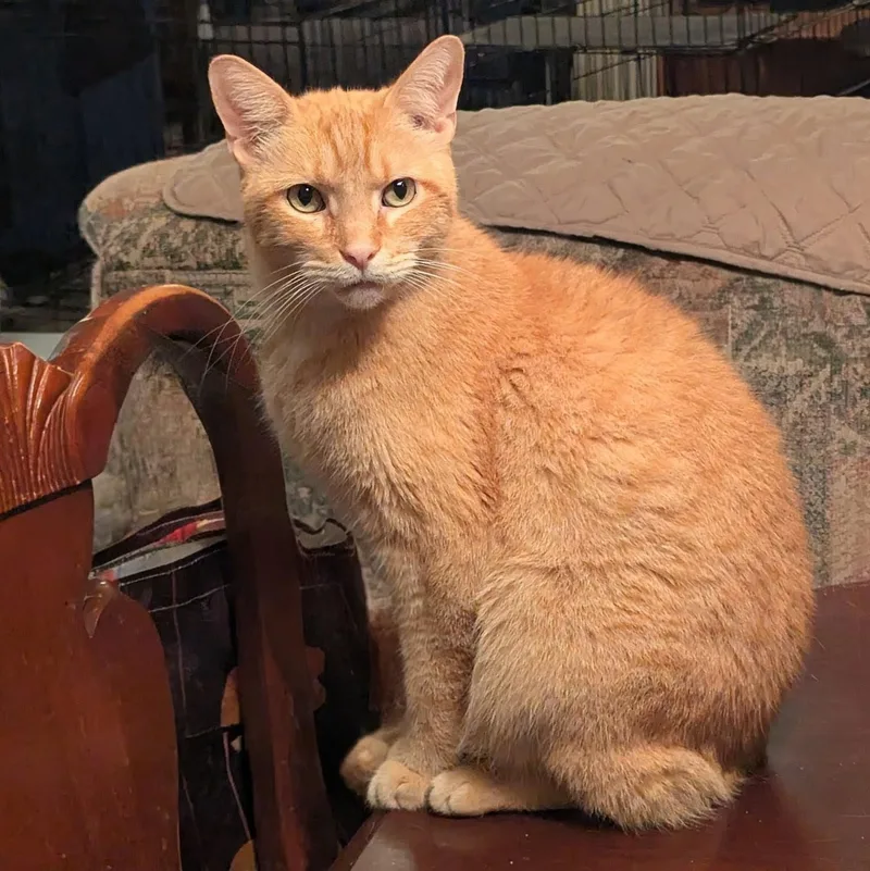 Macgyver thumbnail 2