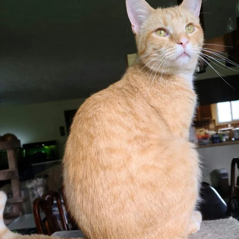 Macgyver thumbnail 3