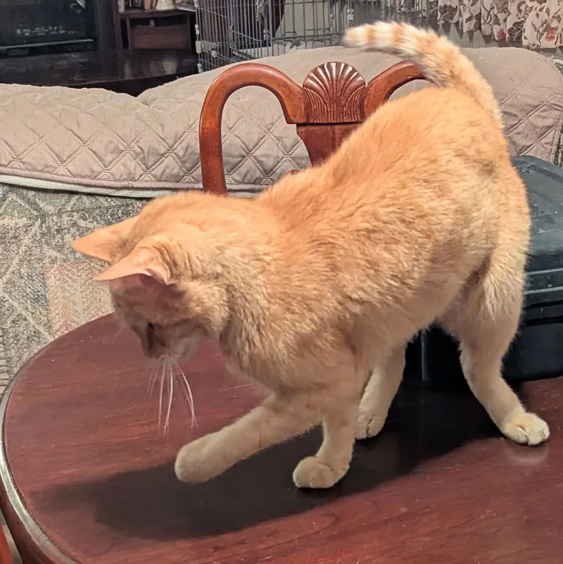 Macgyver thumbnail 5