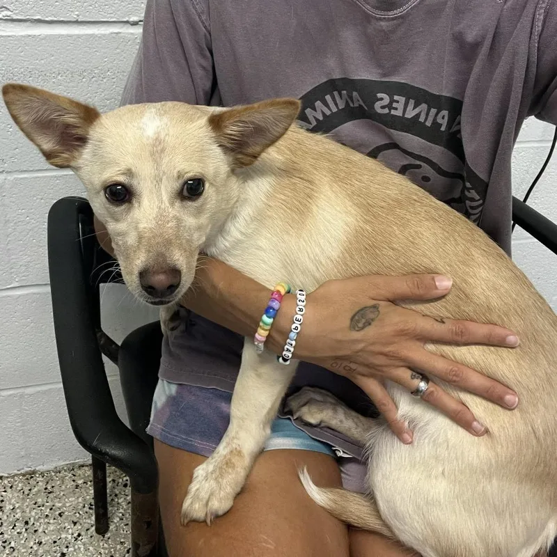 A young small-sized female White / Cream Chihuahua dog named Moxy for adoption in Hattiesburg, MS