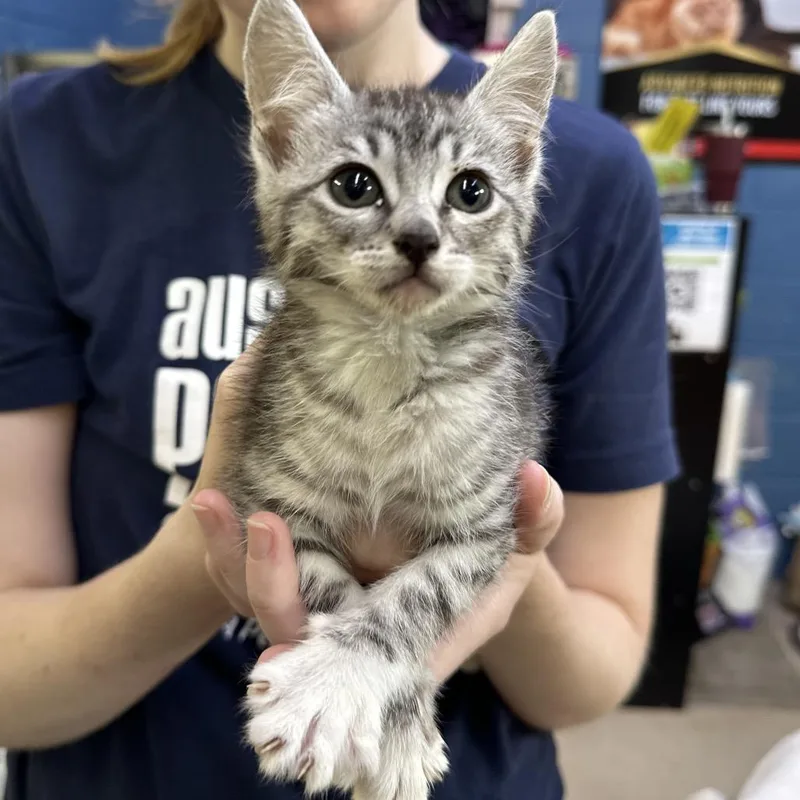 A young small-sized female Brown / Chocolate Domestic Short Hair cat named Silver Bell for adoption in Austin, TX