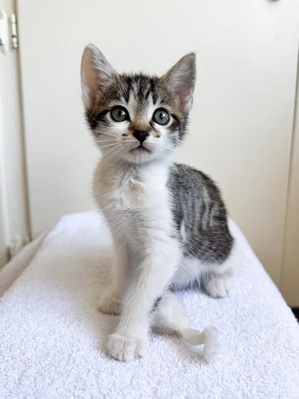 A young small-sized female Domestic Short Hair cat named Pumpkin for adoption in San Diego, CA
