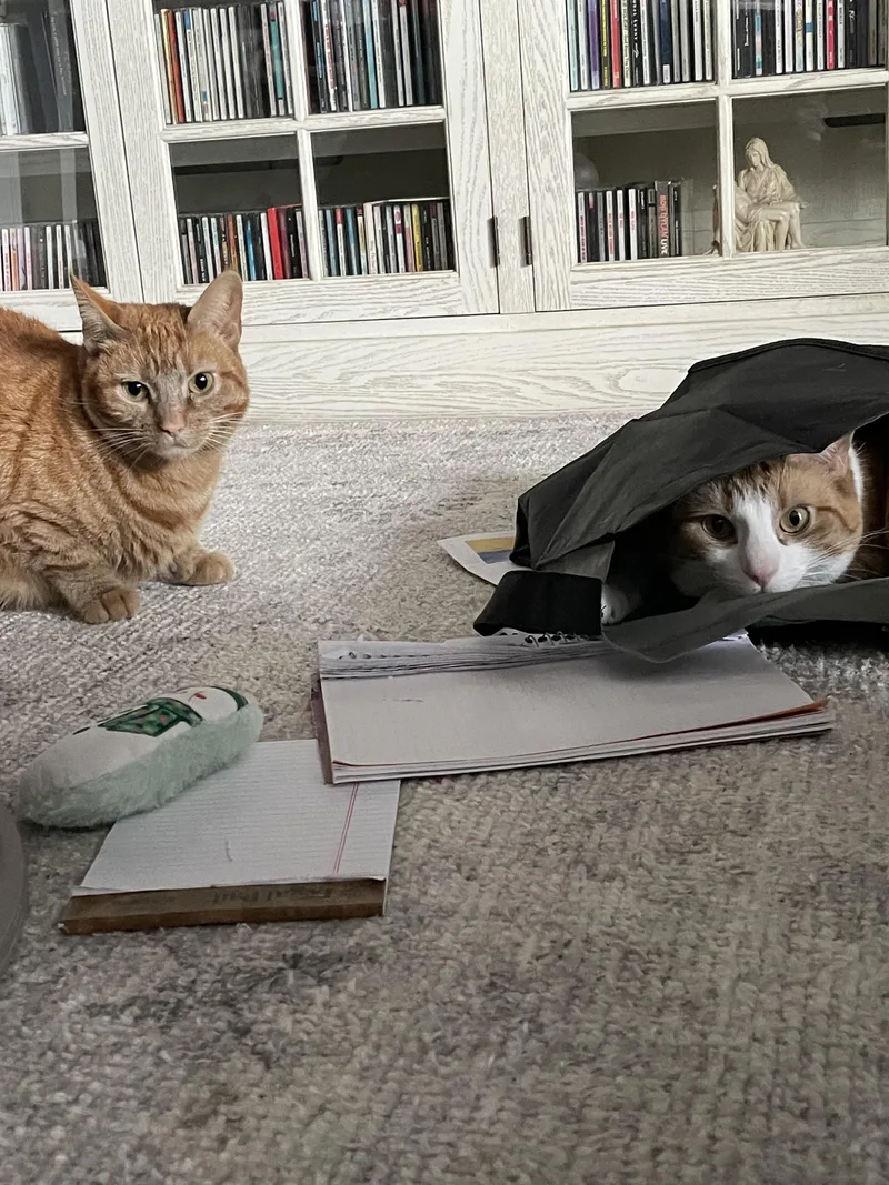 A young medium-sized male Orange & White Tabby cat named Leo& Ginger for adoption in Medford, MA