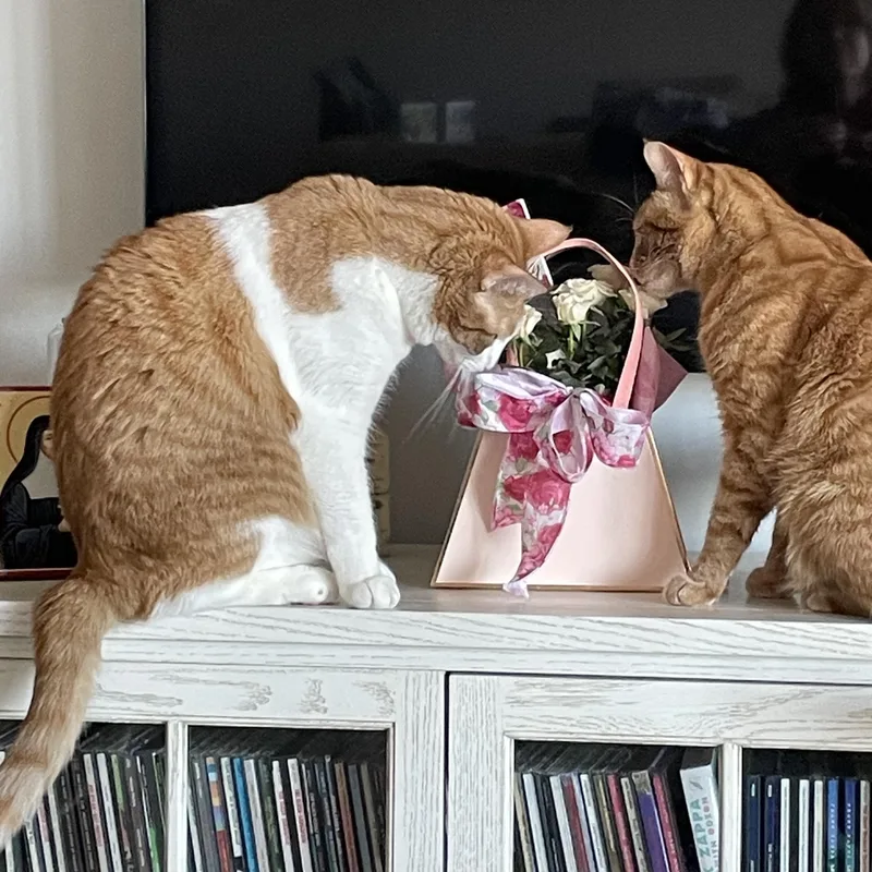 Leo& Ginger thumbnail 4