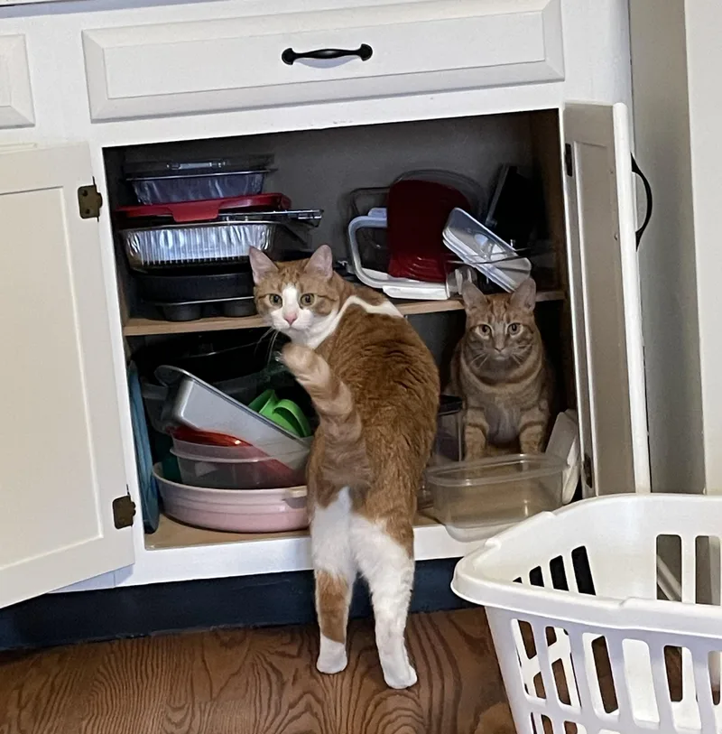 Leo& Ginger thumbnail 5