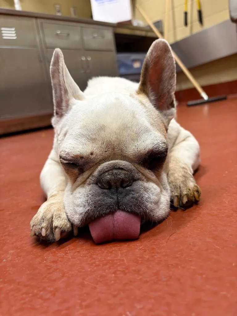A senior medium-sized female French Bulldog dog named Indie Daniels for adoption in Douglasville, GA