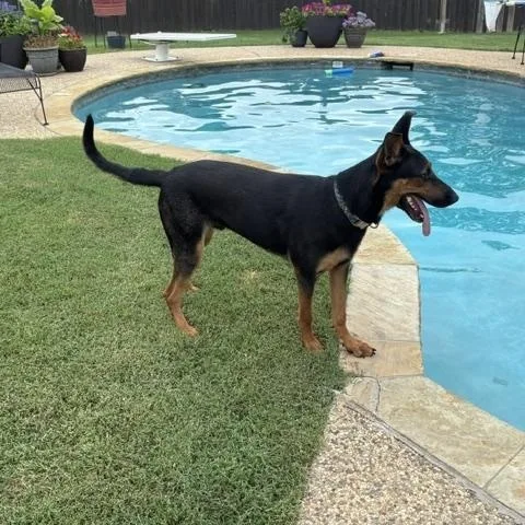 An adult large-sized male Bicolor Doberman Pinscher dog named Ryder for adoption in Quitman, TX