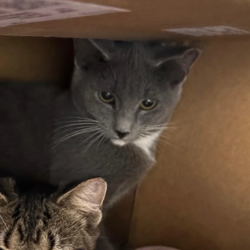 A baby small-sized male Gray / Blue / Silver Domestic Short Hair cat named Nail for adoption in Windsor, VA