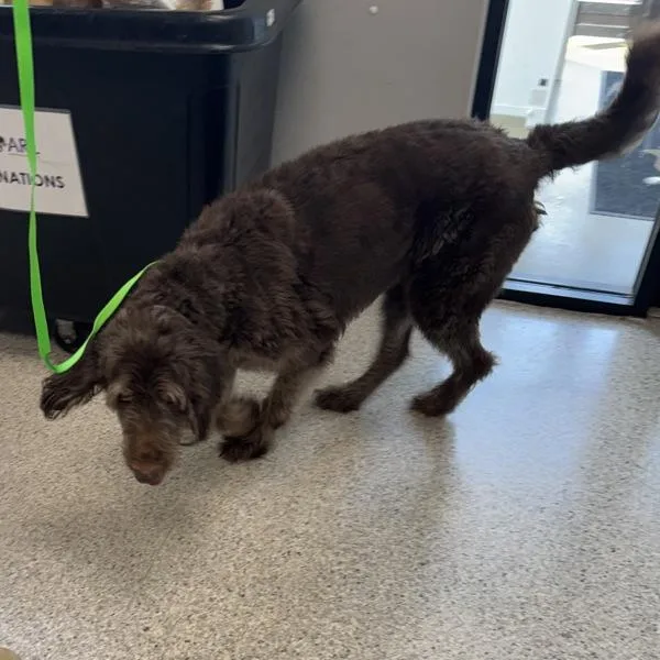 An adult large-sized male Labradoodle dog named Noodle for adoption in Des Moines, IA