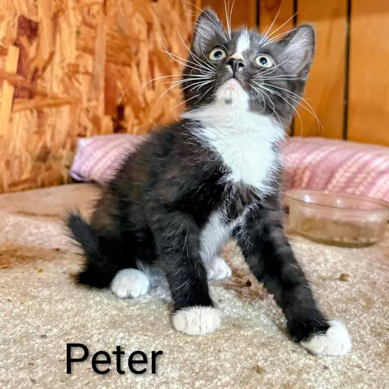 A baby small-sized male Black Siamese cat named Peter for adoption in CHANUTE, KS