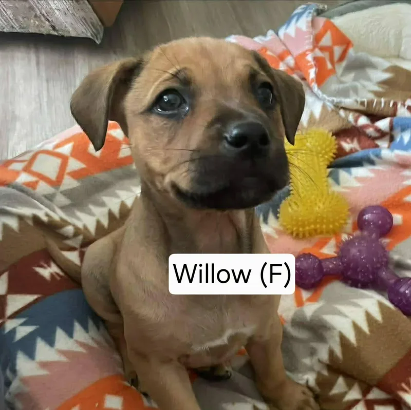 Willow