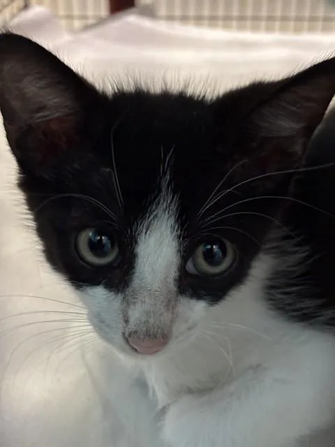 A baby small-sized male Domestic Short Hair cat named Nathan for adoption in Miami, FL