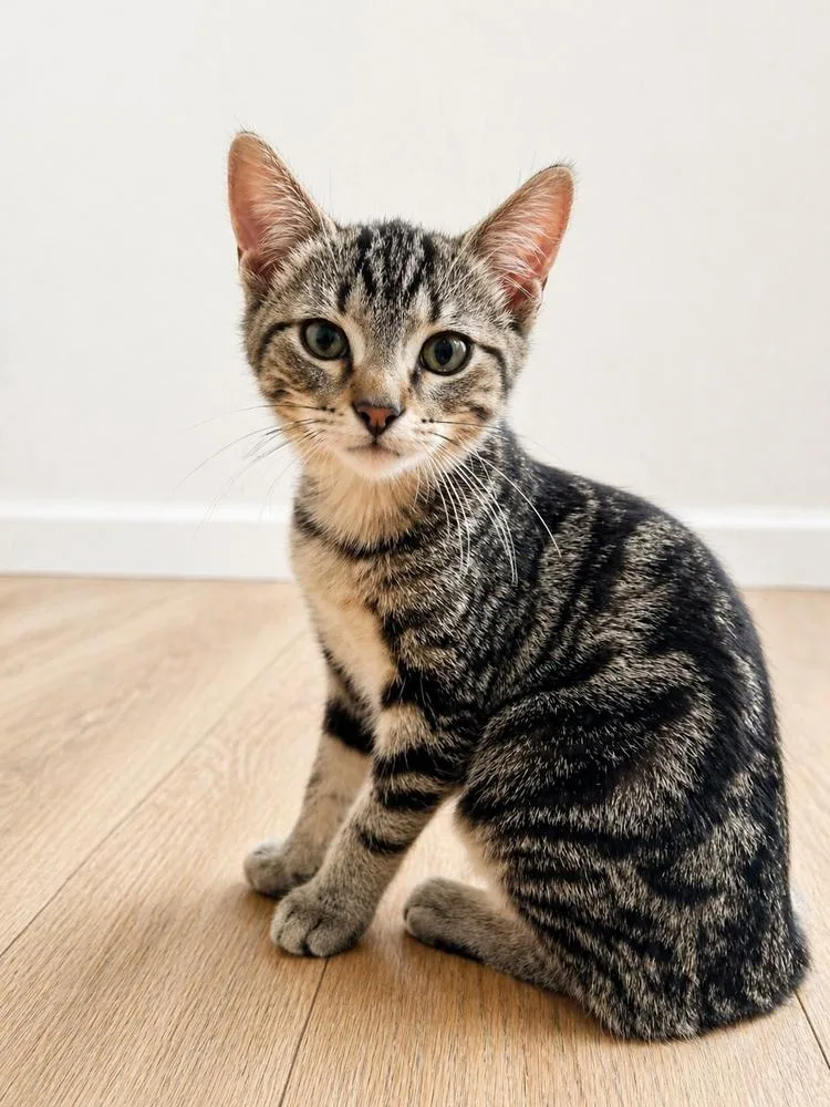 A baby small-sized female Brown / Chocolate Domestic Short Hair cat named Usagi for adoption in Homer Glen, IL