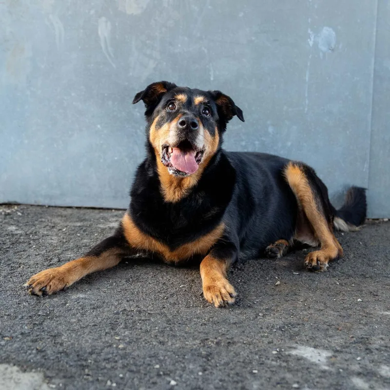 A senior large-sized female Rottweiler dog named Nala for adoption in Dellslow, WV