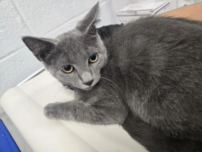 A baby small-sized male Domestic Short Hair cat named Tenebris for adoption in Hagerstown, MD