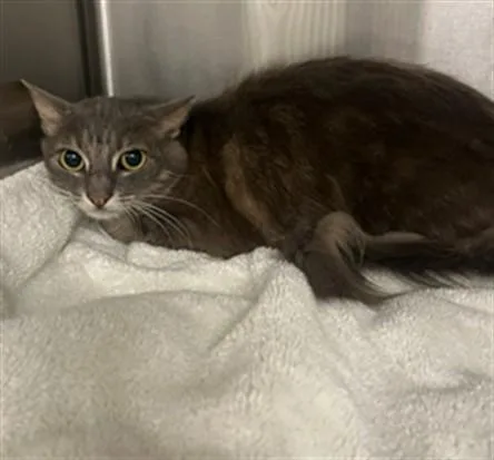 An adult small-sized female Domestic Short Hair cat named Beatris for adoption in Van Nuys, CA