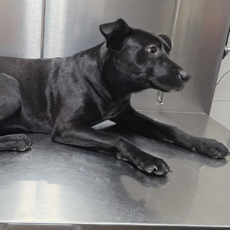 A baby medium-sized female Black Labrador Retriever dog named Ollie Mae for adoption in Andover, MA