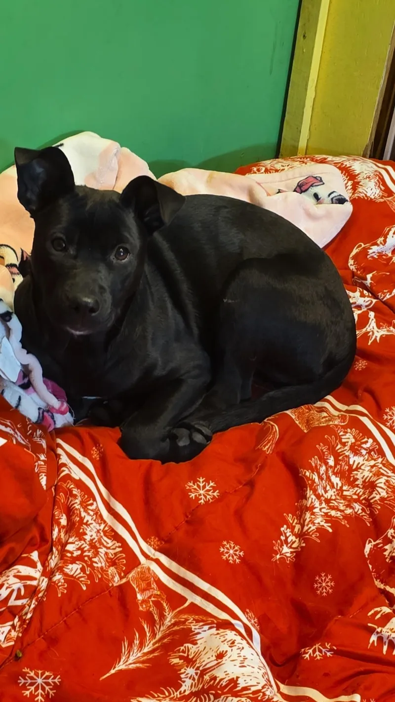 Ollie Mae thumbnail 6