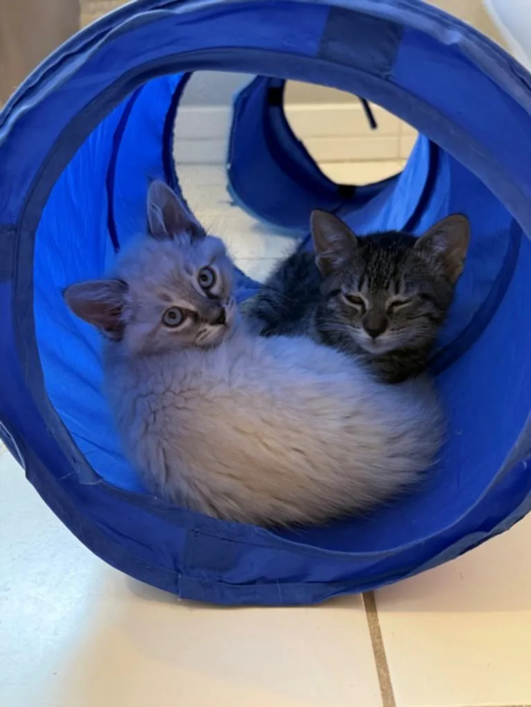 A baby small-sized female Domestic Short Hair cat named Maia for adoption in Santa Cruz, CA