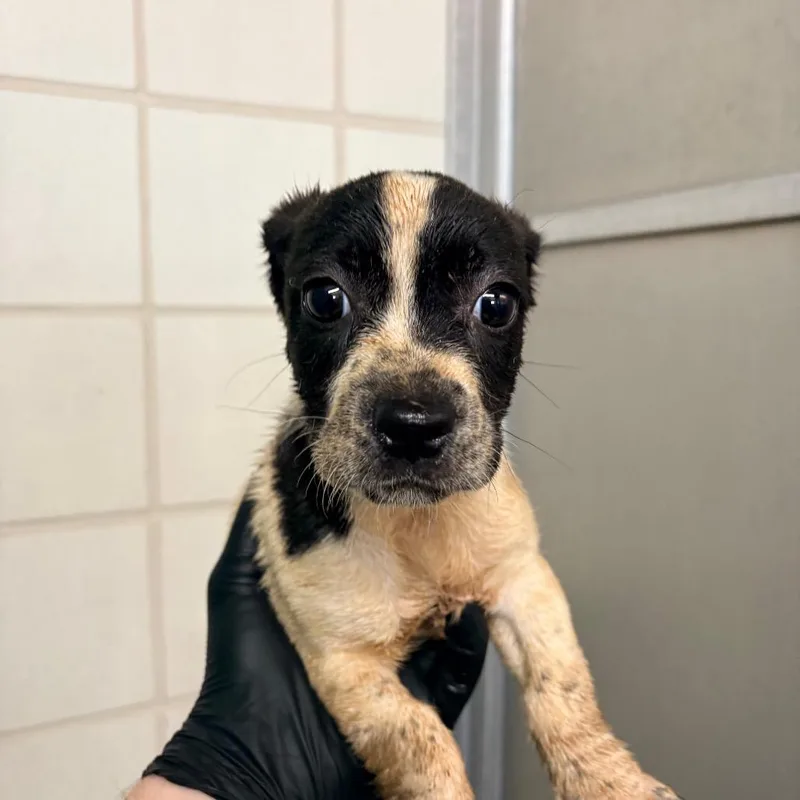 A baby small-sized male White / Cream Pit Bull Terrier dog named Seal for adoption in Bryan, TX